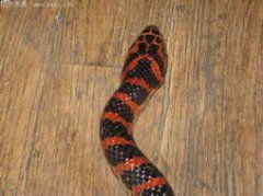 火赤練蛇有毒嗎