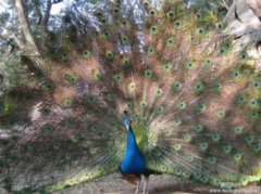 綠孔雀生活在哪里