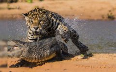 美洲豹和鱷魚誰厲害