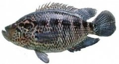 花斑魚和石斑魚有什么不同