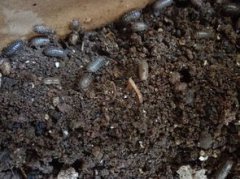 花盆里的千足蟲怎樣滅