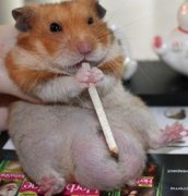 金絲熊可以洗澡嗎