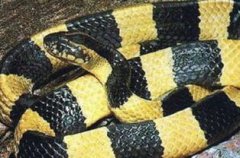 金環(huán)蛇是保護(hù)動物嗎