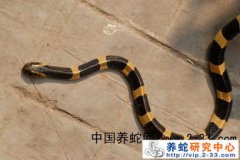 金環(huán)蛇和銀環(huán)蛇哪個毒