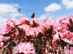 馬鹿塘杜鵑花幾月份開