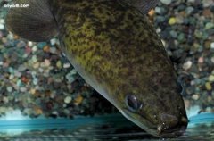 鰻鱺能做觀賞魚嗎