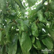 黃瓜秧上有蚜蟲怎么辦