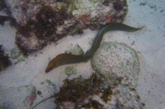 黃鱔怎么養不會死掉