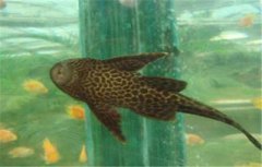 垃圾魚怎么養(yǎng)