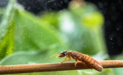大水蟻多久會死