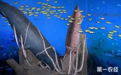 大王烏賊的天敵是什么