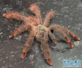 蜢蜘咬了怎么辦