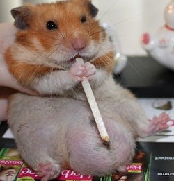 金絲熊可以洗澡嗎