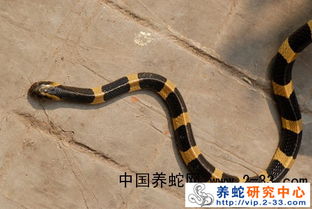 金環蛇和銀環蛇哪個毒