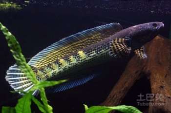 雷龍魚可以和龍魚混養嗎