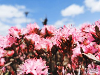 馬鹿塘杜鵑花幾月份開