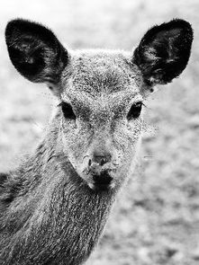 馬鹿是幾級保護動物