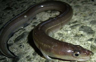 鰻魚和黃鱔有什么不同