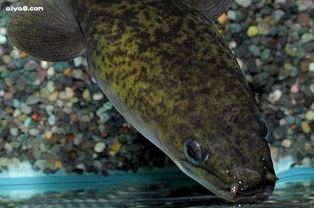 鰻鱺能做觀賞魚嗎