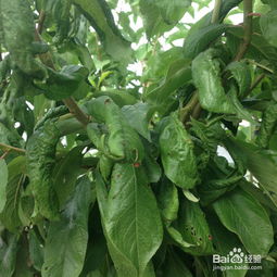 黃瓜秧上有蚜蟲怎么辦