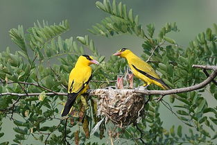 黃鸝是什么季節(jié)的鳥