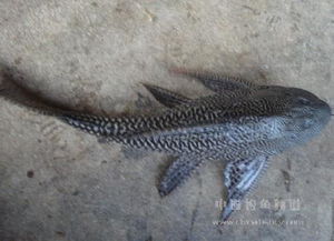 垃圾魚叫什么名字