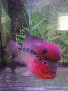 垃圾魚咬魚是什么原因