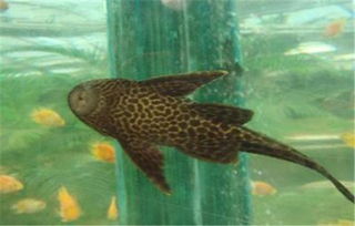 垃圾魚怎么養(yǎng)