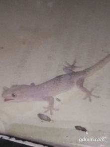 大水蟻為什么下雨出來