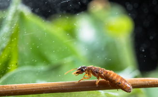 大水蟻多久會死