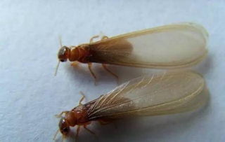 大水蟻怎么消滅