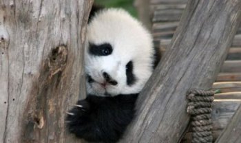 大熊貓住在哪里