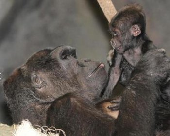 大猩猩屬于什么科