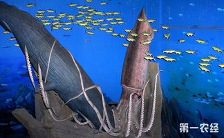 大王烏賊的天敵是什么