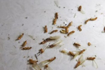 家中很多飛蟻怎么辦