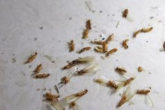 家中很多飛蟻怎么辦