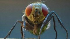 寄生蜂會寄生人類嗎