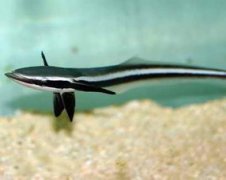 尖嘴鱷和什么魚一起養