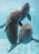 江豚和海豚有什么不同