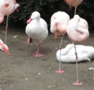 火烈鳥為什么單腳站立