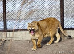 老虎能養出感情嗎