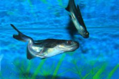 虎頭鯊魚能長多大