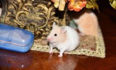 金絲熊可以兩只一起養嗎