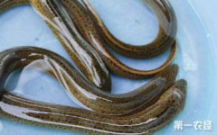黃鱔有寄生蟲嗎