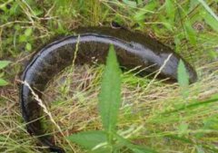 黑魚一年可以長幾斤