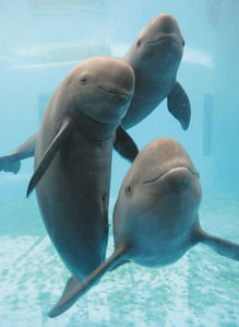 江豚和海豚有什么不同