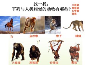 類人猿和人類的根本有什么不同