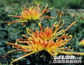 菊花蚜蟲怎么辦