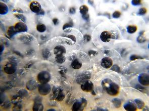 蝌蚪是什么季節(jié)出生的