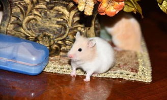 金絲熊可以兩只一起養嗎